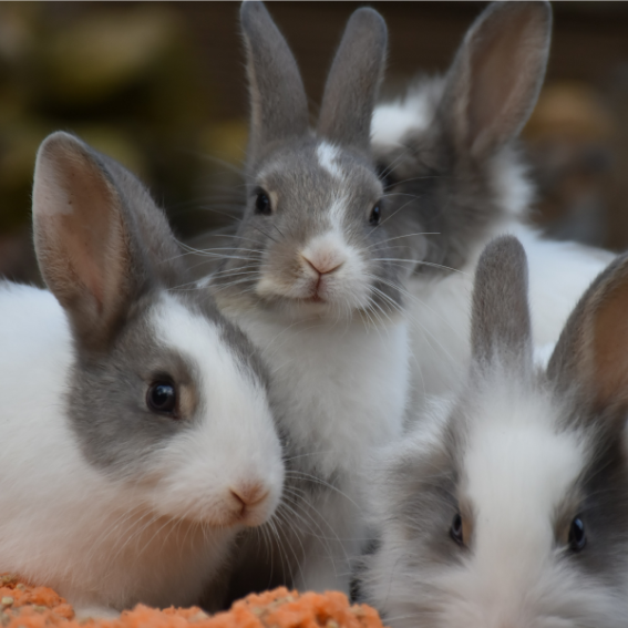 Le lapin nain : les différentes races