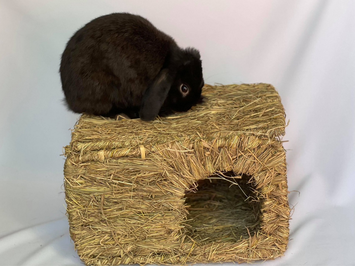 Cabane de foin avec un lapin sur la cabane. La cabane de foin est solide et permet à un petit lapin de monter dessus pour manger le foin tout en observant l&#39;environnement extérieur.